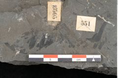Foto (Detailansicht) von Dictyophyllum obtusilobum Sch. (NHMW-GEO-2024-0188-10505)